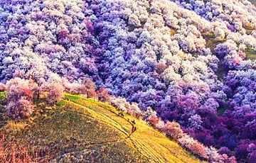 11-days-xinjiang-apricot-blossom-tour 11-days-xinjiang-apricot-blossom-tour