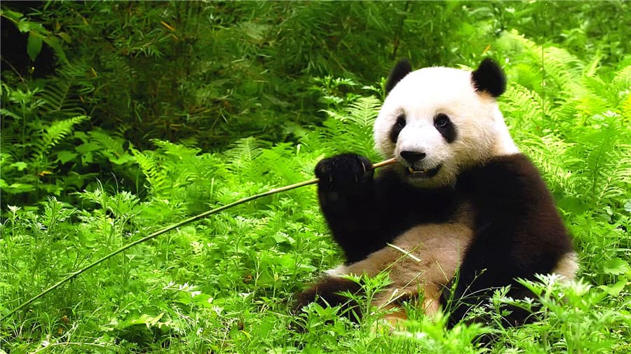 the-research-base-of-giant-panda-breeding the-research-base-of-giant-panda-breeding