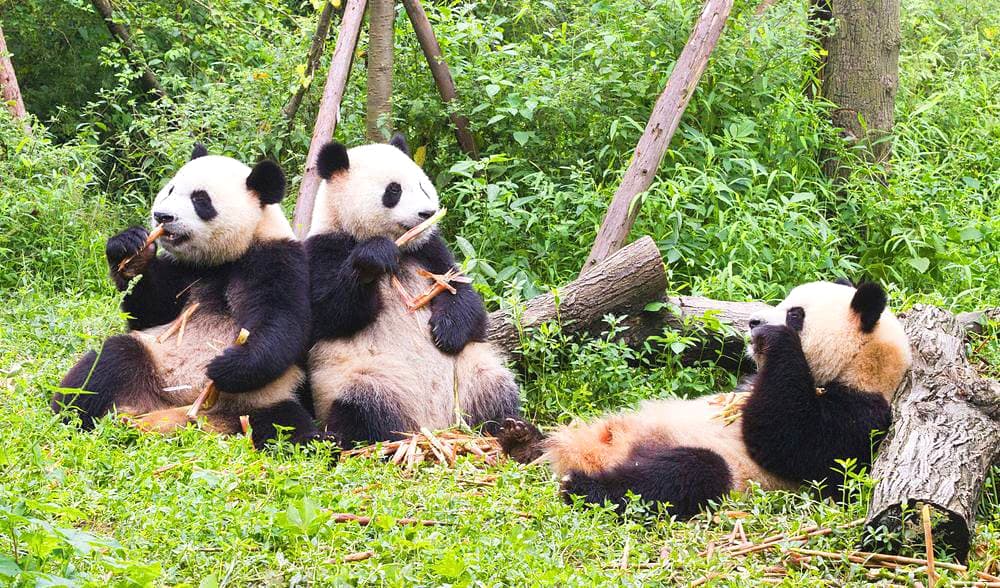 panda-base-1 panda-base-1