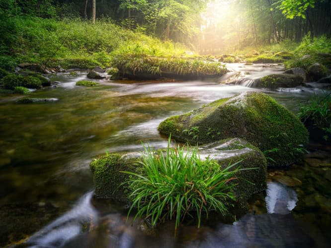 golden-whip-stream-1 golden-whip-stream-1
