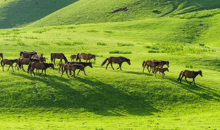 xilamuren-grassland xilamuren-grassland