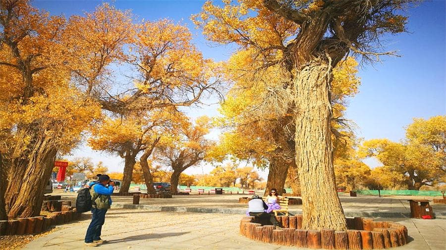 poplar-park poplar-park