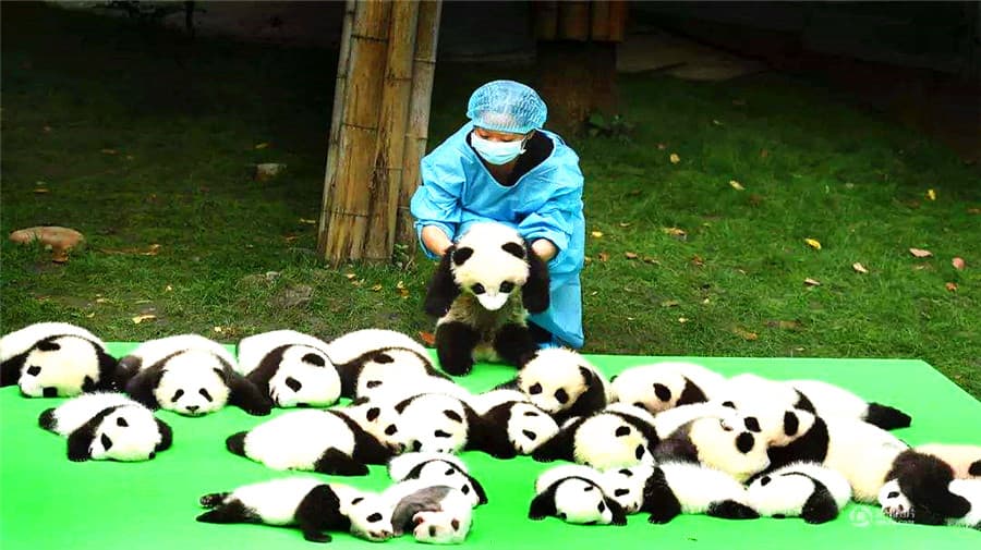 enjoy-the-cute-giant-pandas enjoy-the-cute-giant-pandas