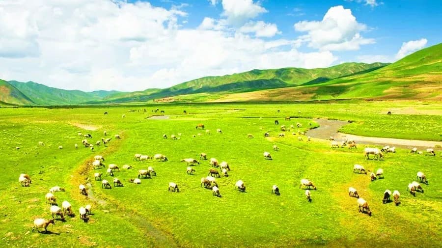 sangke-grassland sangke-grassland