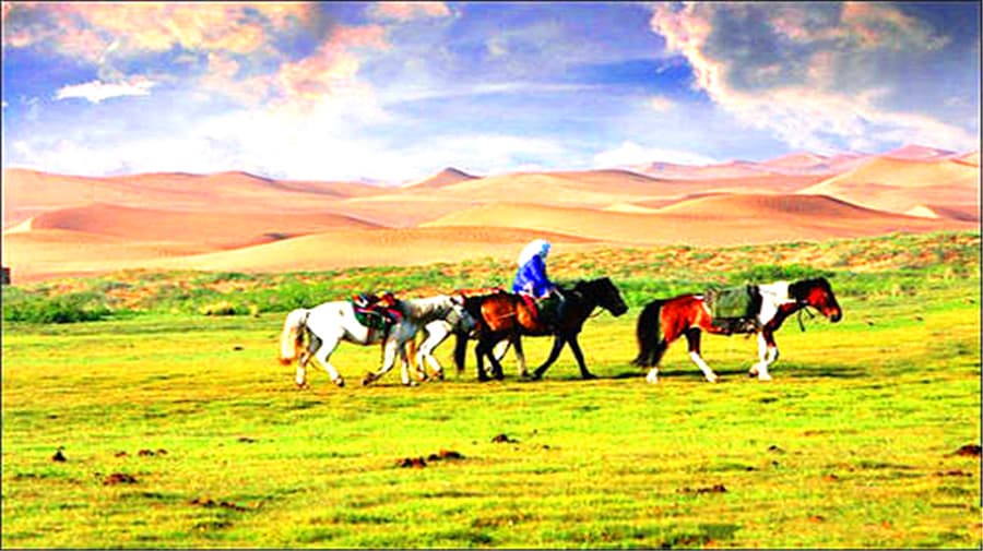 tonghu-grassland tonghu-grassland