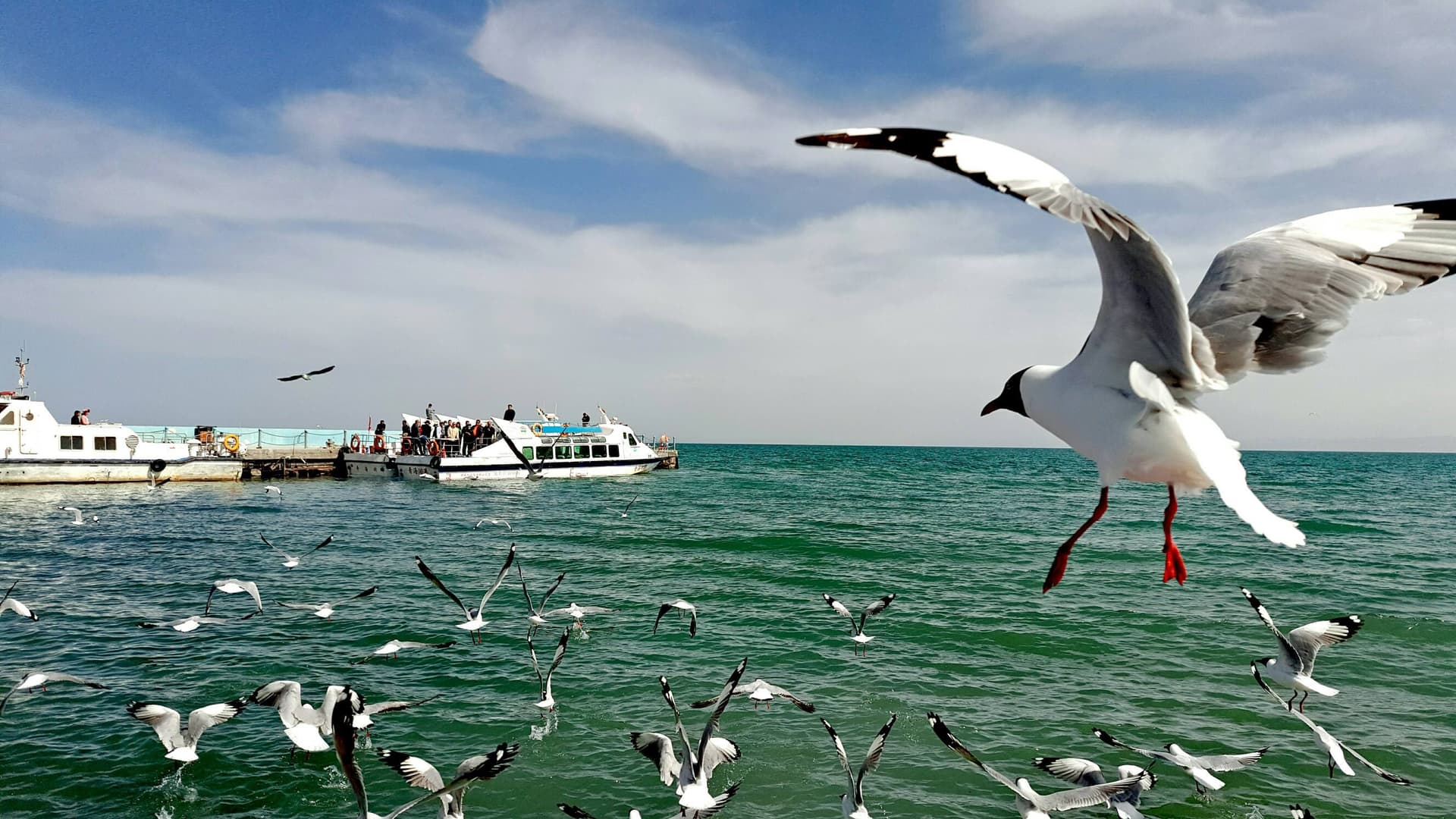 qinghai-lake-and-bird-island qinghai-lake-and-bird-island