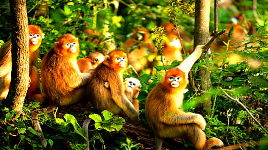 golden-monkey golden-monkey