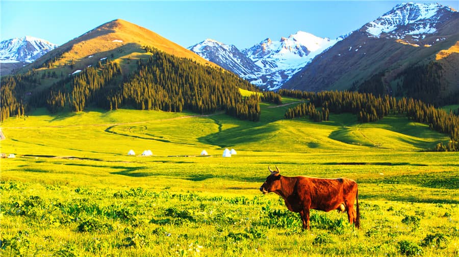 naraty-grassland-1 naraty-grassland-1