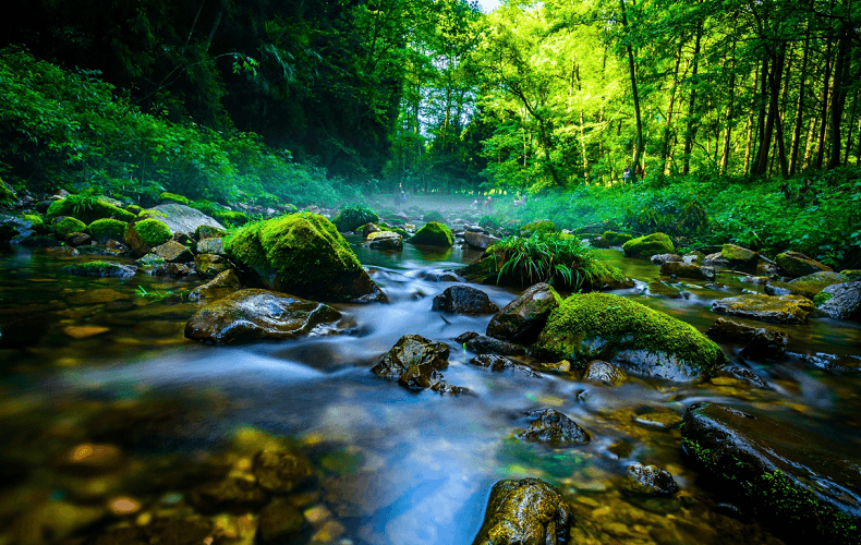 golden-whip-stream golden-whip-stream