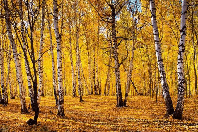white-birch-forest white-birch-forest