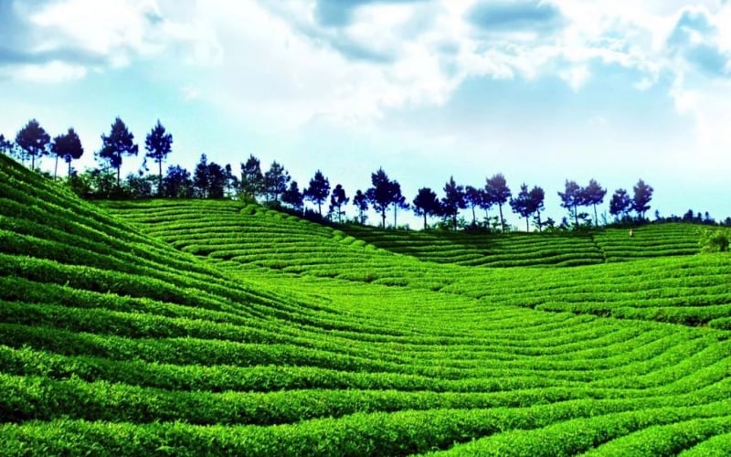 anxi-tea-garden anxi-tea-garden