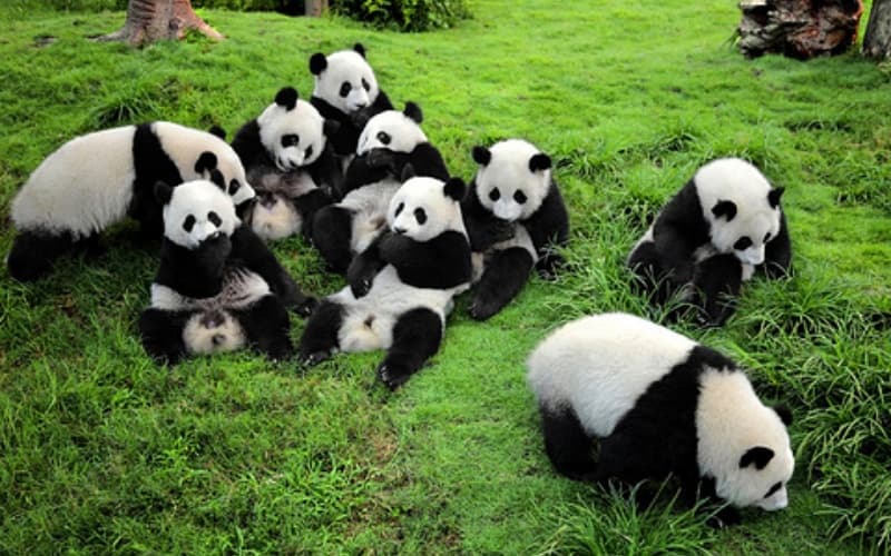 chengdu-research-base-of-giant-panda-breeding chengdu-research-base-of-giant-panda-breeding