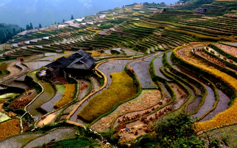 jiabang-rice-terrace-field-2 jiabang-rice-terrace-field-2