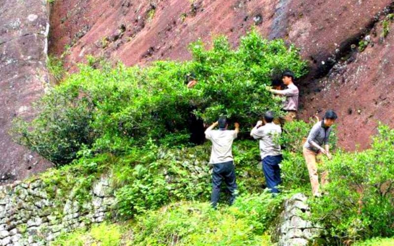 dahongpao-scenic-spot-2 dahongpao-scenic-spot-2