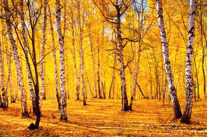 white-birch-forest white-birch-forest