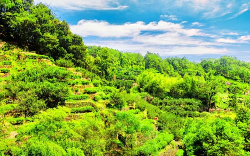 dahongpao-scenic-spot dahongpao-scenic-spot