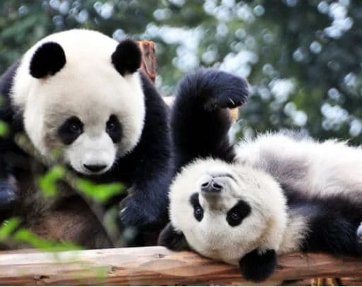giant-pandas giant-pandas