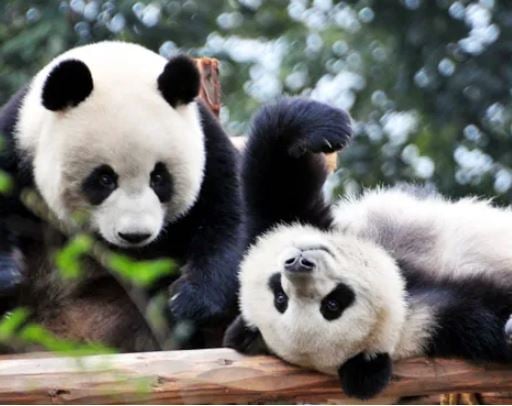 giant-pandas giant-pandas
