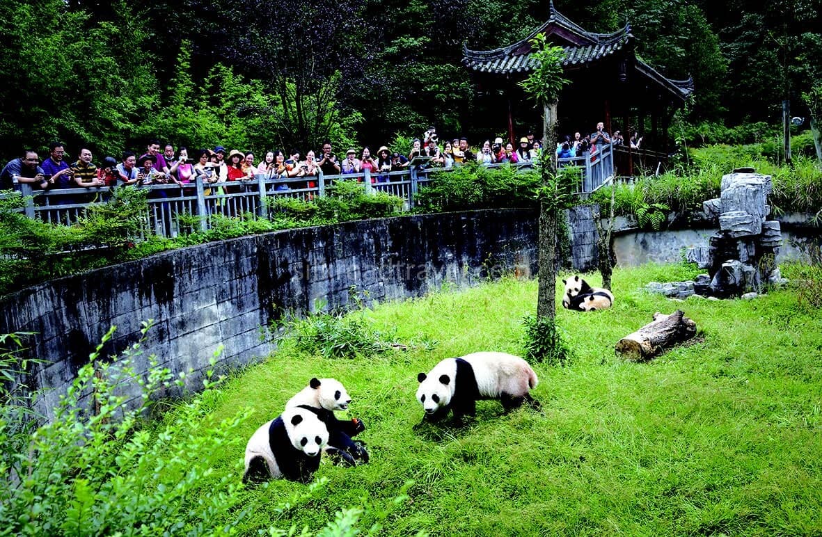 giant-panda-base giant-panda-base