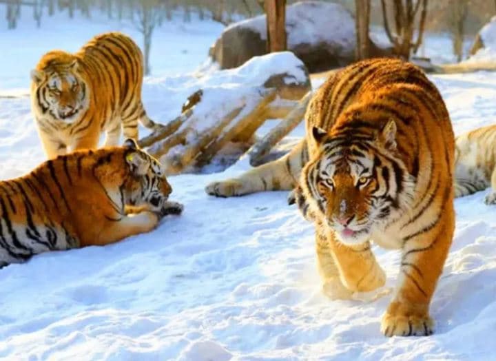 siberian-tiger-park siberian-tiger-park