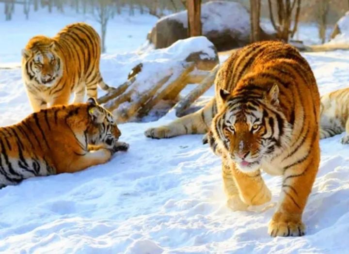 harbin-leisure-weekend-tour harbin-leisure-weekend-tour