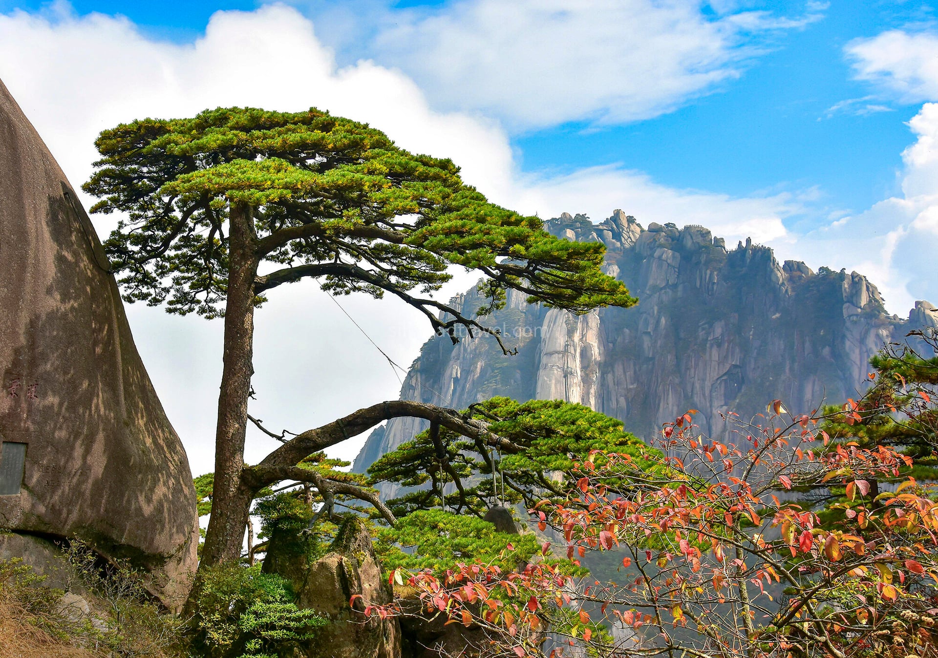 huangshan-welcoming-pine huangshan-welcoming-pine