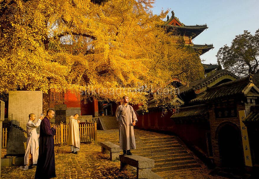 shaolin-temple shaolin-temple
