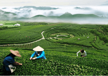 longjing-tea-plantation longjing-tea-plantation