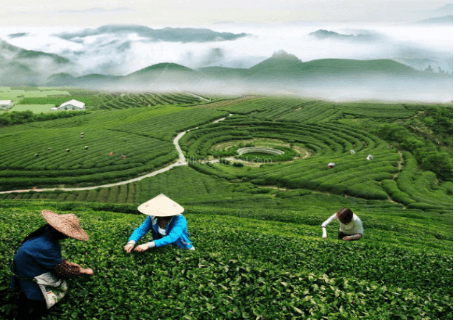 meijiawu-tea-village meijiawu-tea-village