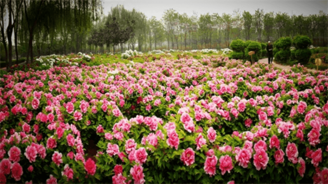 luoyang-peony-festival luoyang-peony-festival