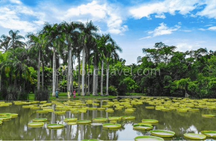 xishuangbanna-menglun-tropical-botanical-garden xishuangbanna-menglun-tropical-botanical-garden