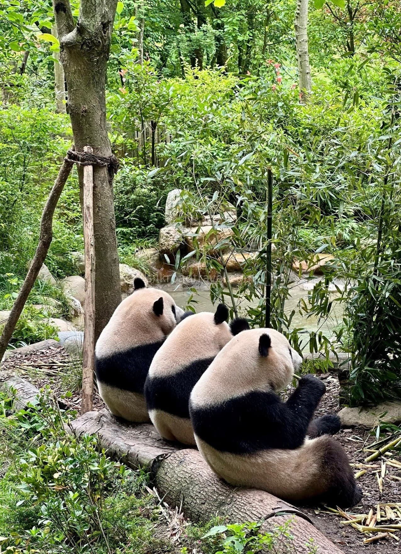 chengdu-research-base-of-giant-panda-breeding chengdu-research-base-of-giant-panda-breeding