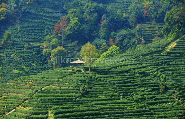 longjing-village longjing-village