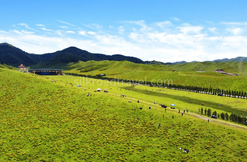 dangzhou-grassland dangzhou-grassland