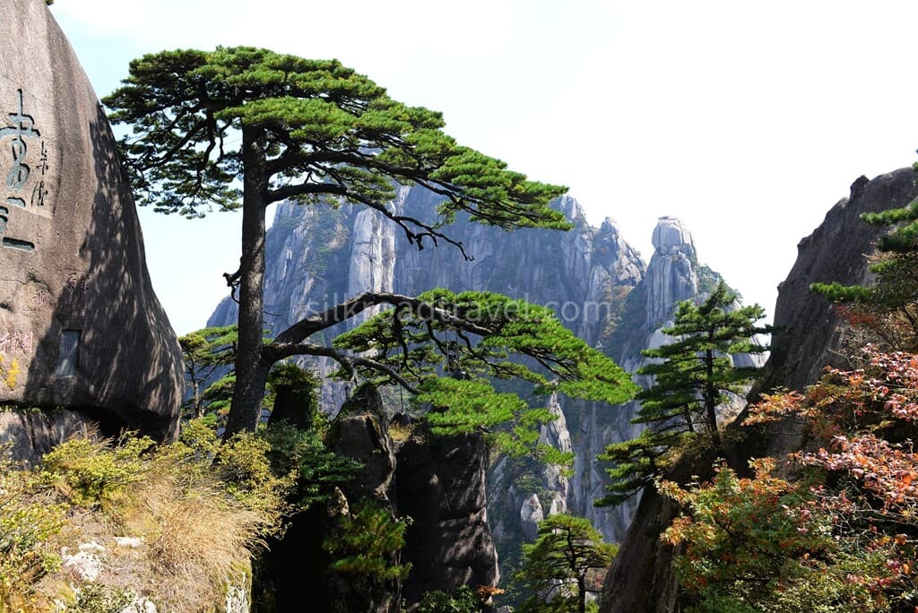 huangshan greeting pine huangshan greeting pine