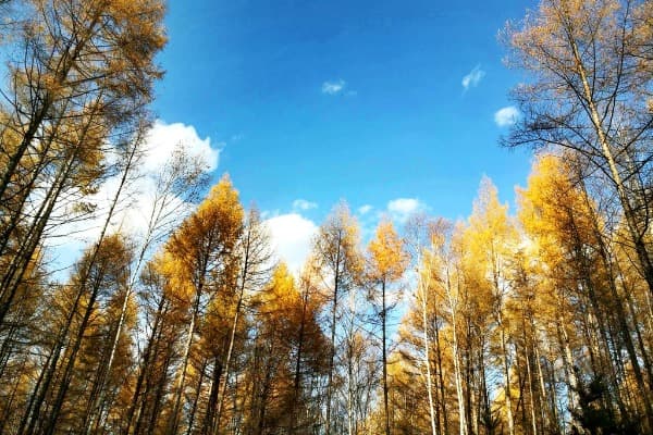 changbai-mountain-6