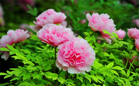 Luoyang Peony Flower Festival