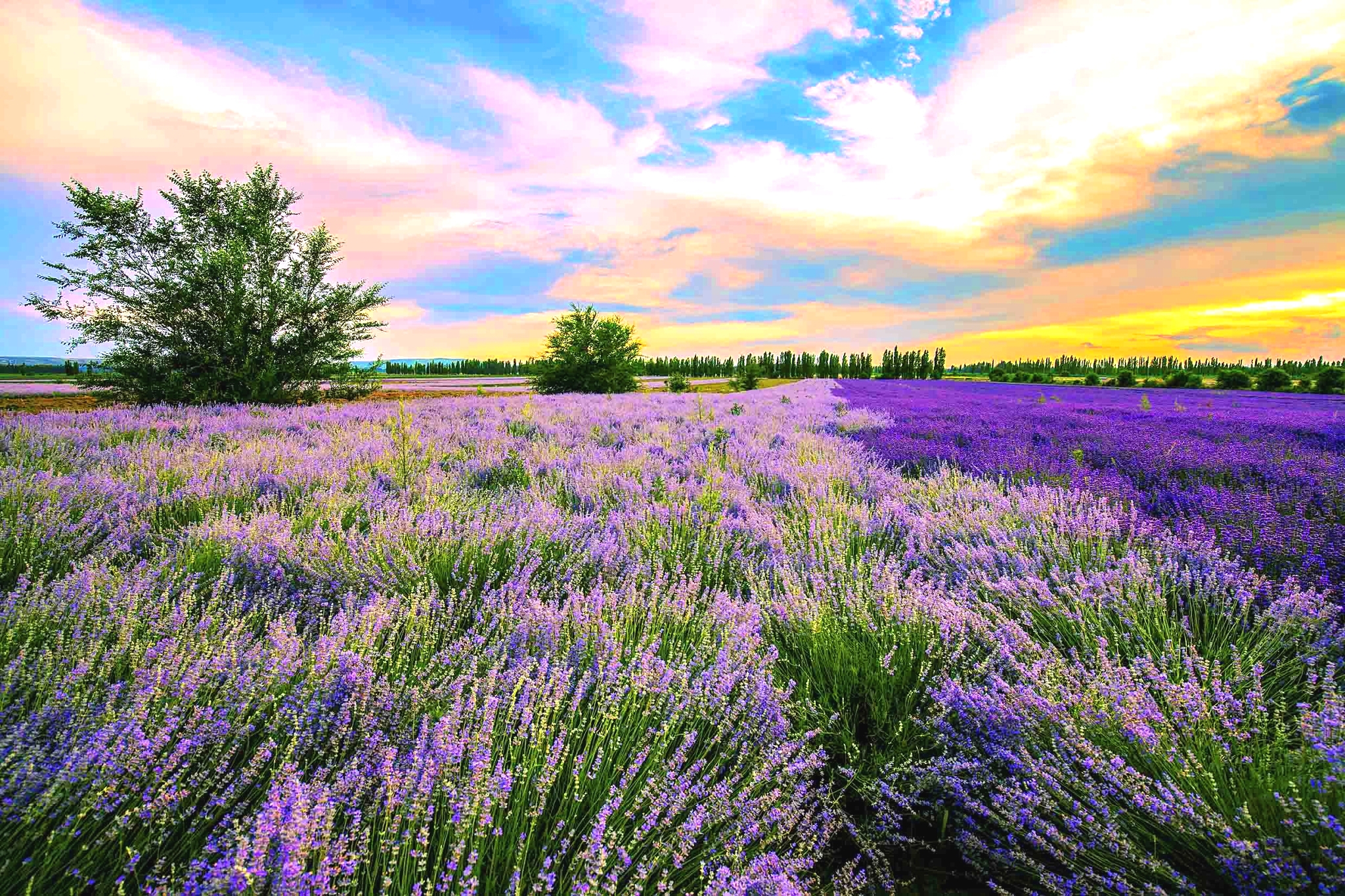 Xinjiang Lavender Season