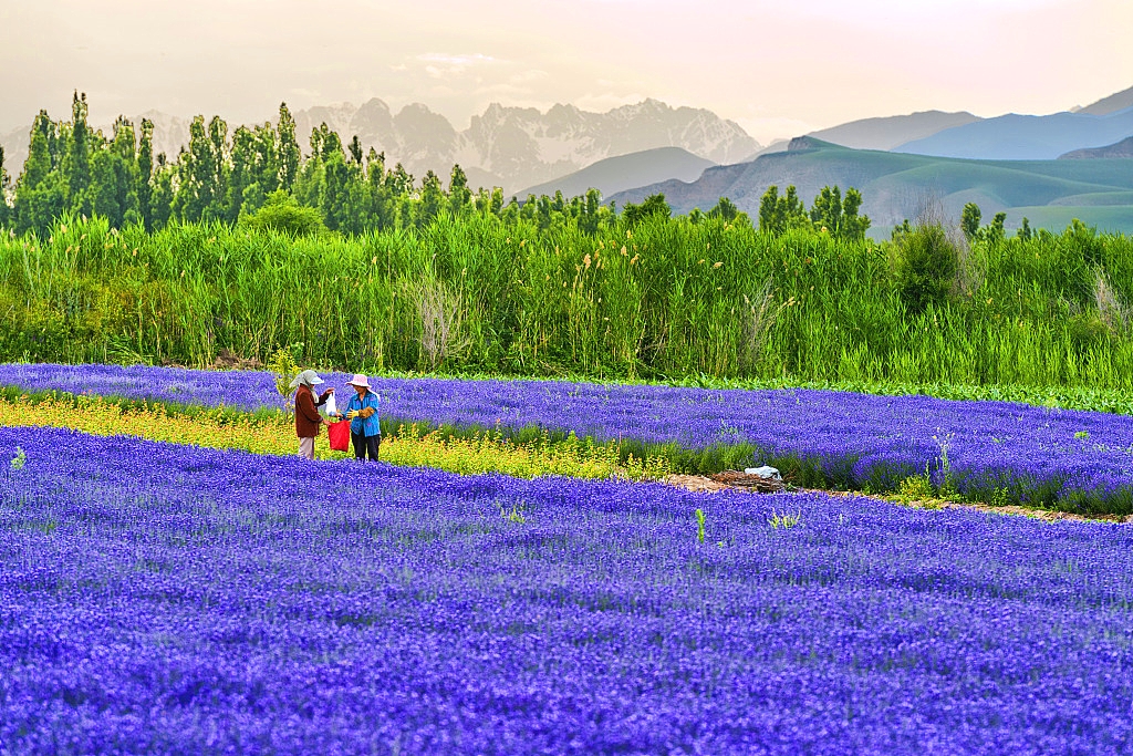 Huocheng Lavender-3.jpg