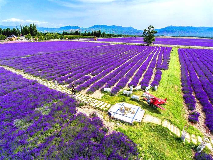 Huocheng Lavender.jpg