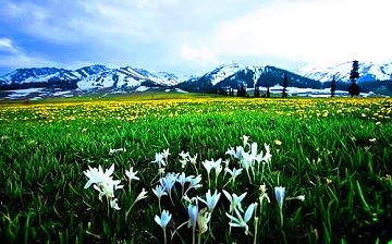 naraty-grassland-north-xinjiang.jpg