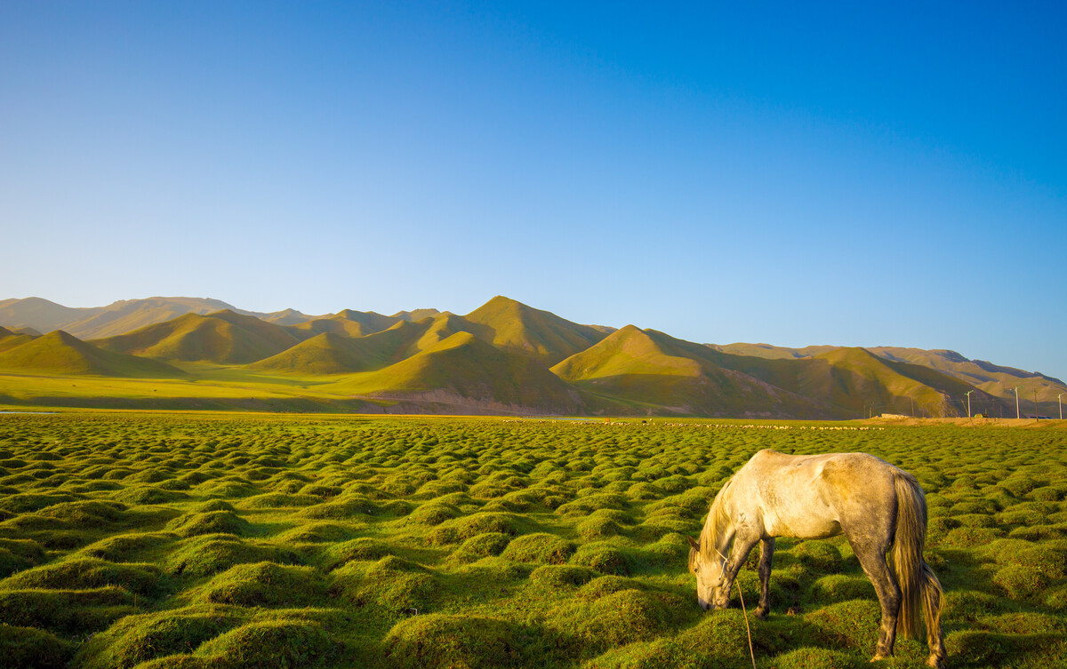 bayanbulak-grassland-17.jpg