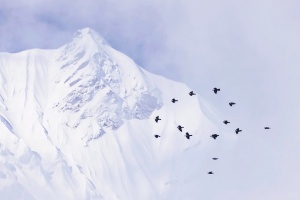 Birds in Titbet winter.jpg