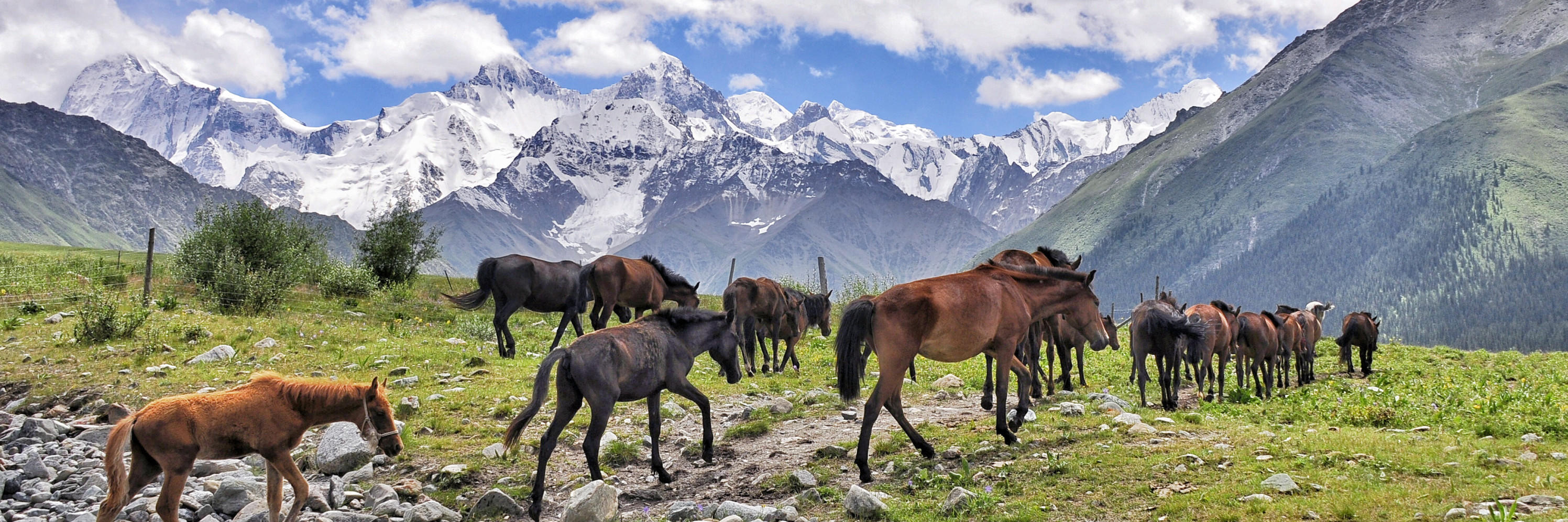 Silk Road Oriental Express