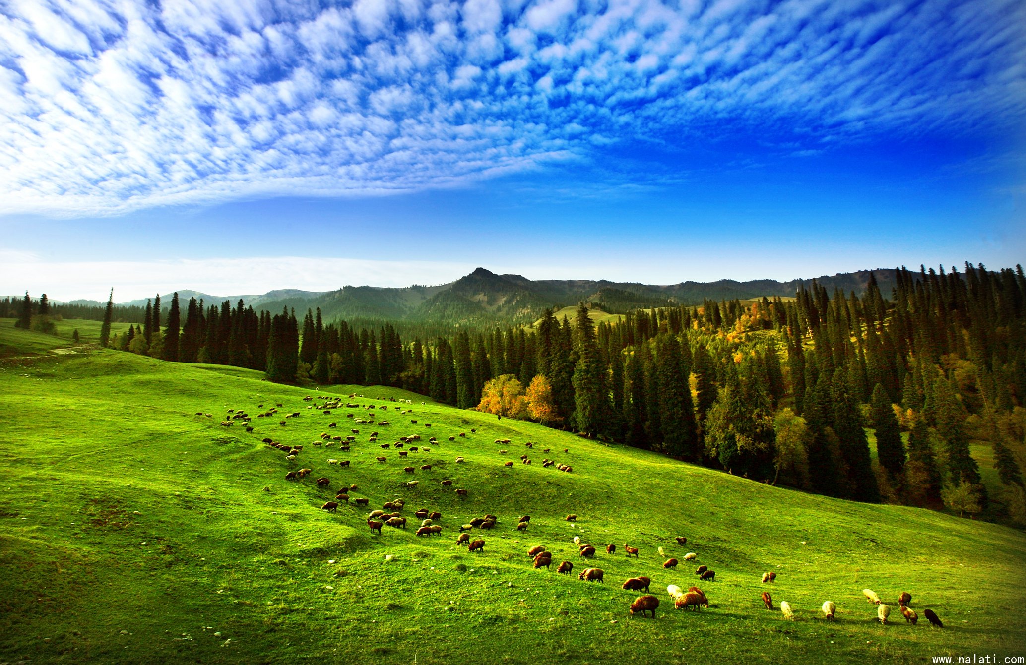 Naraty Grassland.jpg