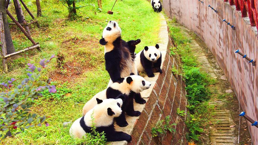 Panda Base