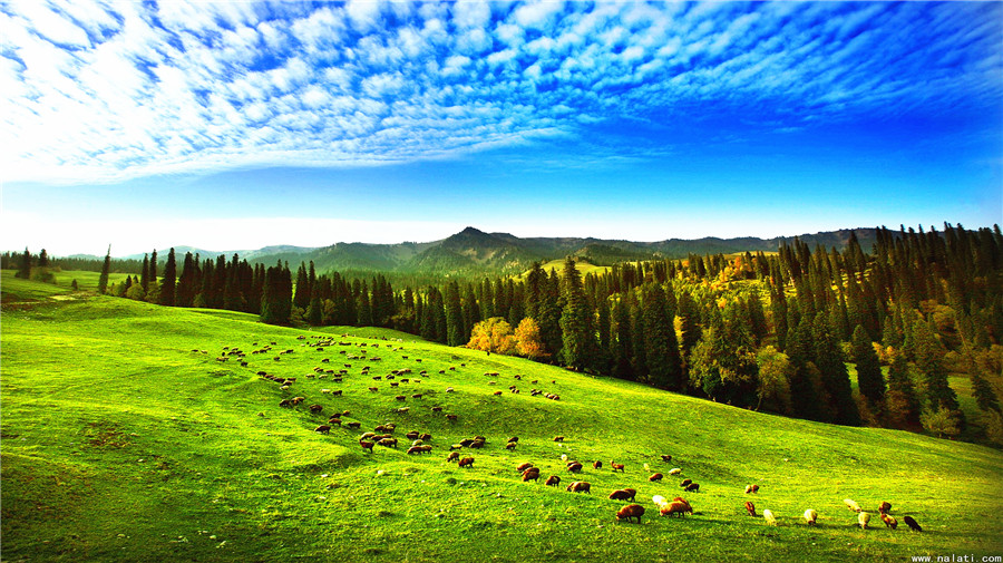 Naraty Grassland.jpg