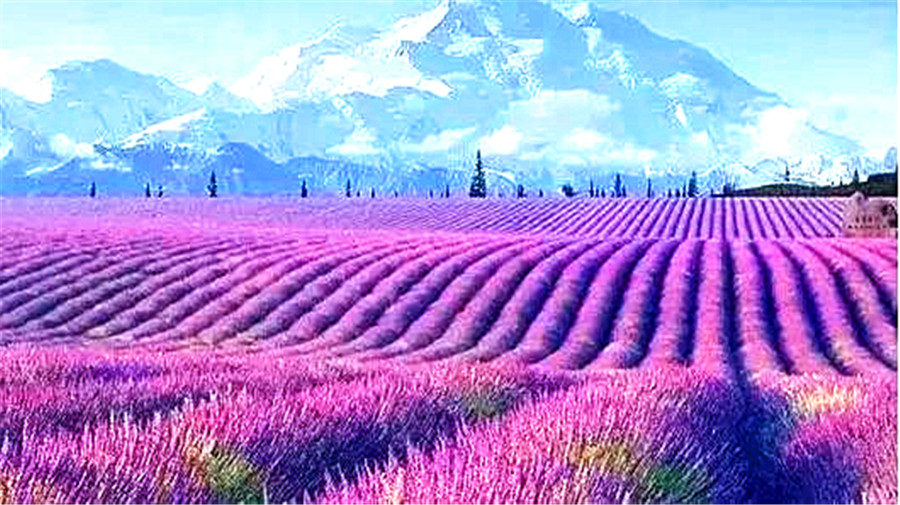 lavender-1.jpg