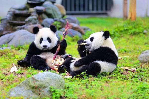 Wolong China Giant Panda Garden.jpg