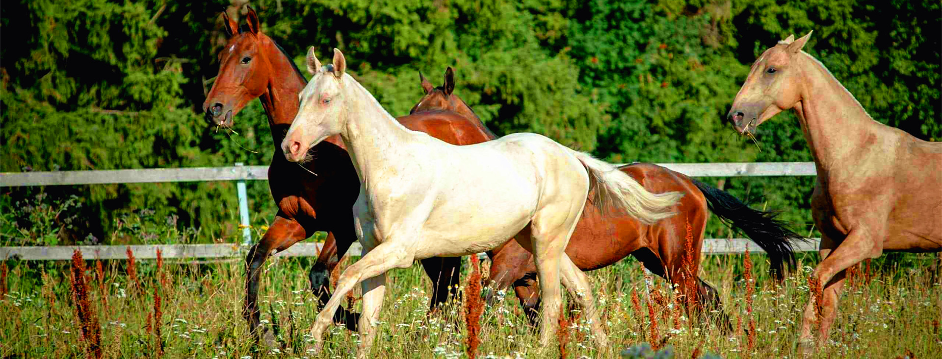 Silk Road Tours in Central Asia